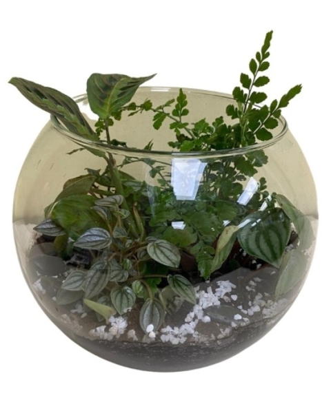 Terrific Terrarium from Rees Flowers & Gifts in Gahanna, OH
