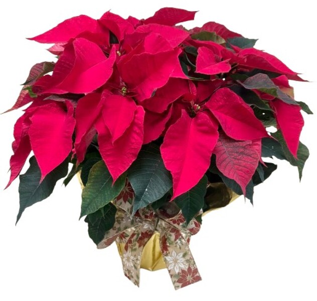 Large Poinsettia from Rees Flowers & Gifts in Gahanna, OH