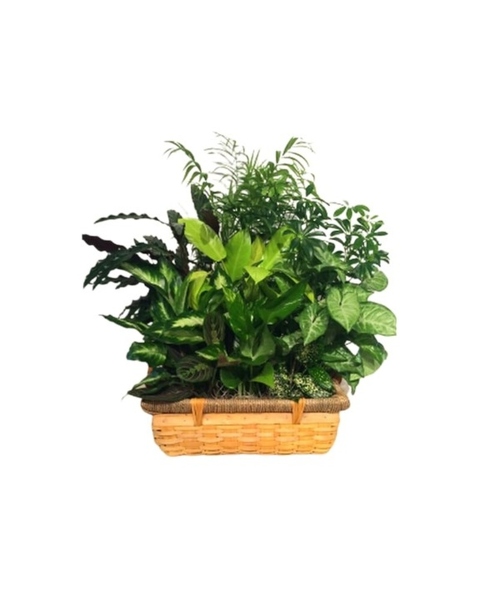 Premium Dish Garden from Rees Flowers & Gifts in Gahanna, OH