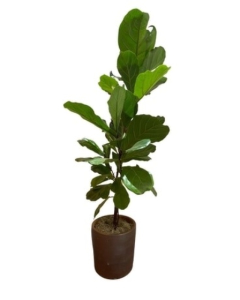 Fiddle Leaf Fig Tree from Rees Flowers & Gifts in Gahanna, OH